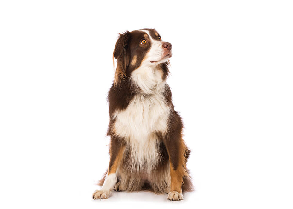 ASSIS Chien assis